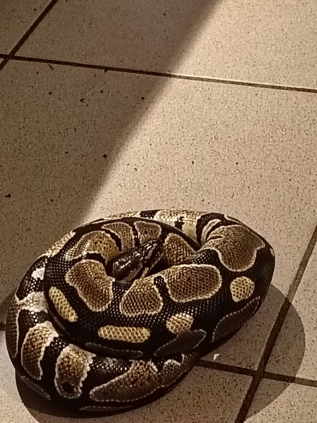 ik heb nog een ball python, Serpent, 0 à 2 ans