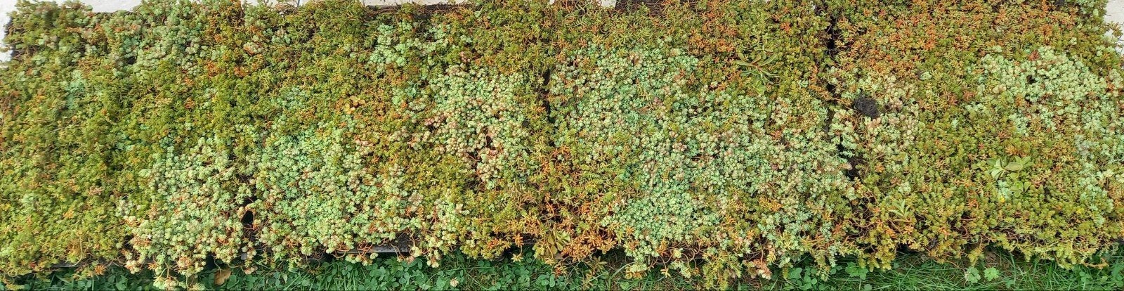 Sedum 1m², Jardin & Terrasse, Gazon & Gazon artificiel, Enlèvement