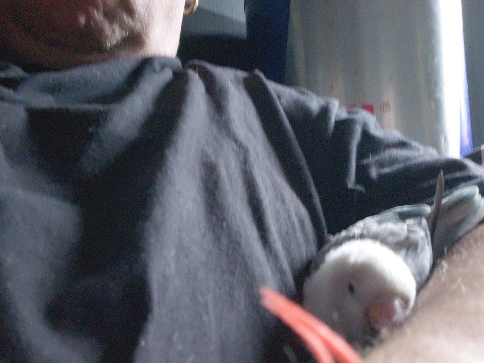 superhandtamme dwergpapegaaitje te koop, Animaux & Accessoires, Mâle