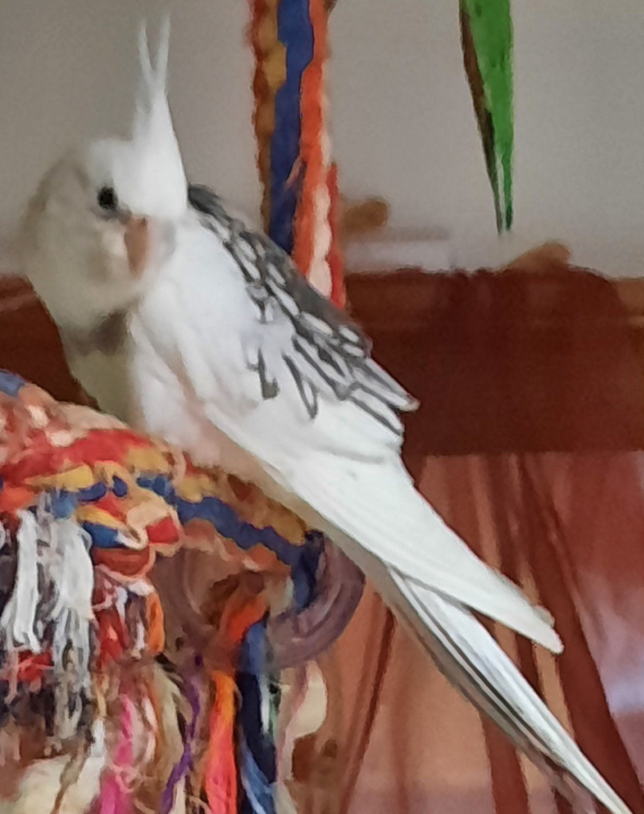 calopsitte mâle, Animaux & Accessoires