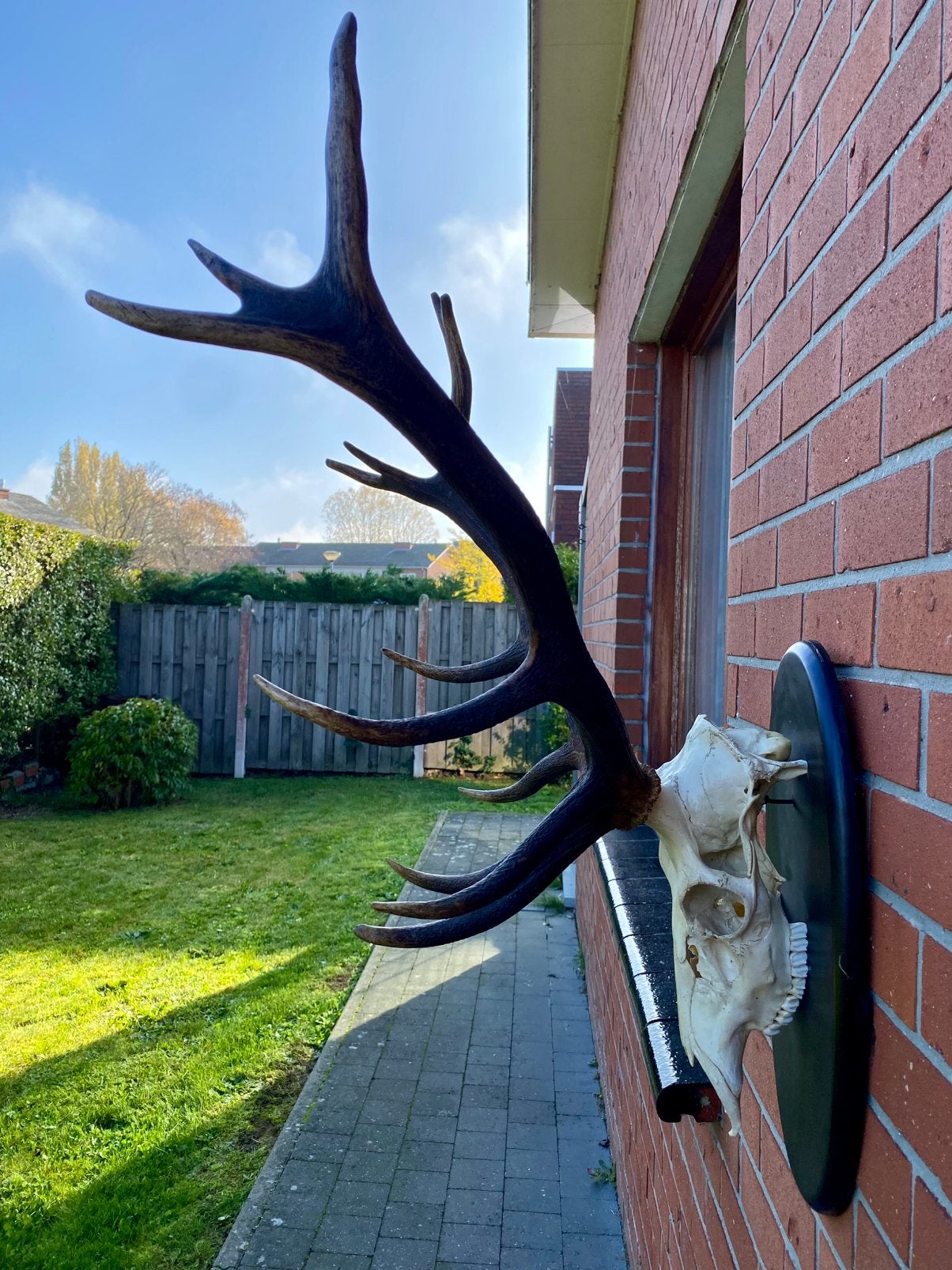 Taxidermie, schedel en gewei van herten, Verzamelen, Ophalen, Gebruikt, Hert, Schedel