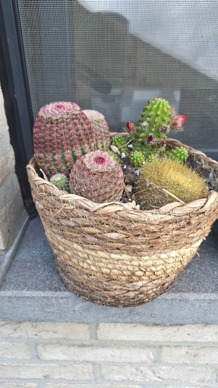 Cactussen ensemble, Tuin en Terras, Ophalen