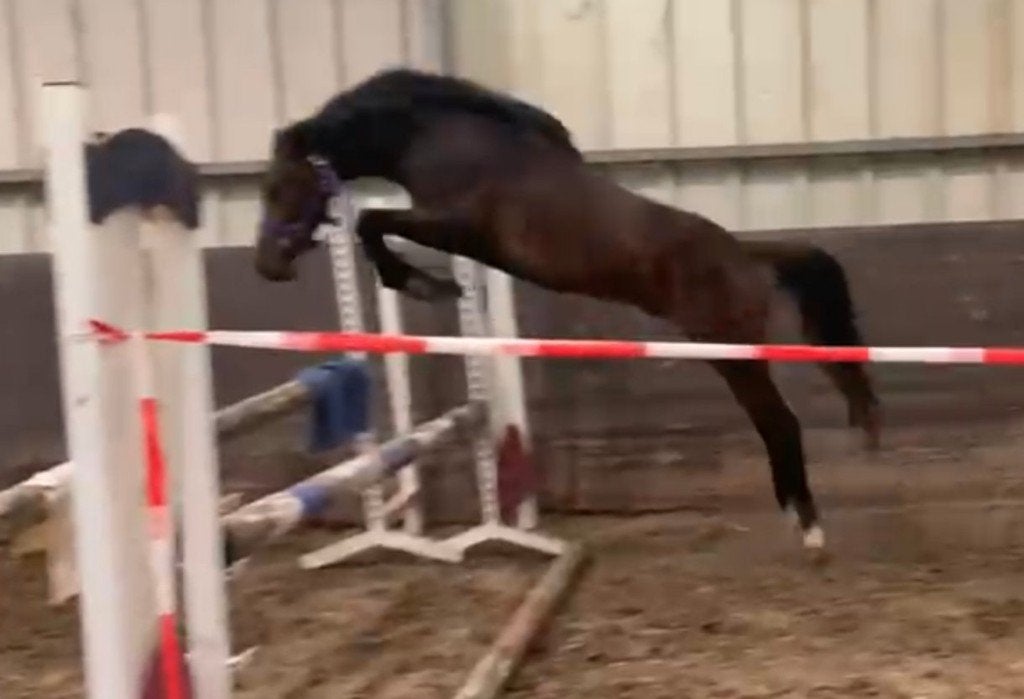 PRACHTIG 2 JAARSE PONY HENGST, Dieren en Toebehoren, Pony's, Hengst, Onbeleerd, D pony (1.37m tot 1.48m), 0 tot 2 jaar, Met stamboom