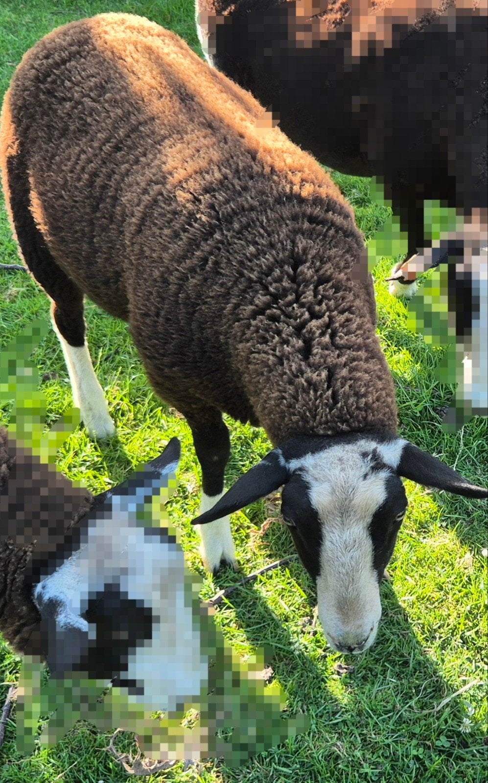 Zwartbles ooi lam