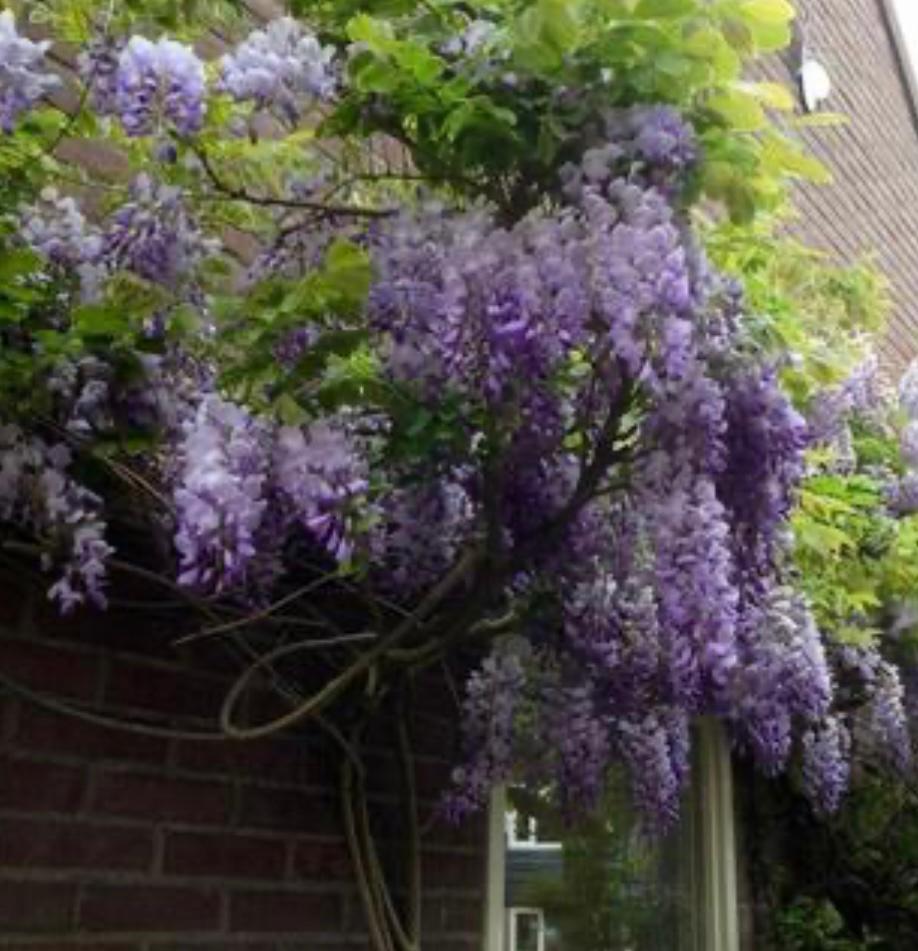 Westeria sinensis, En pot, 100 à 250 cm, Plein soleil, Autres espèces