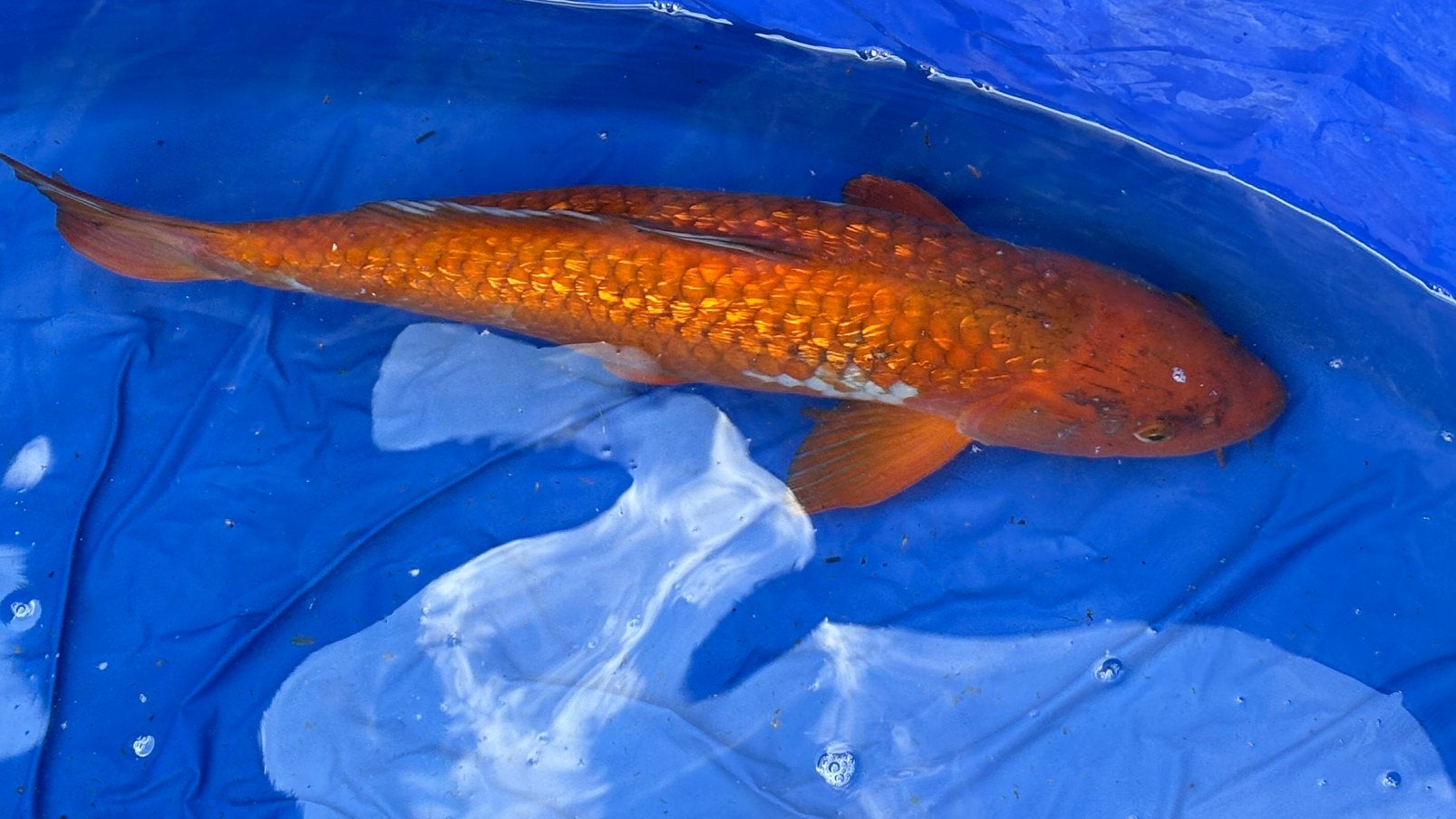 Handtamme Koi
