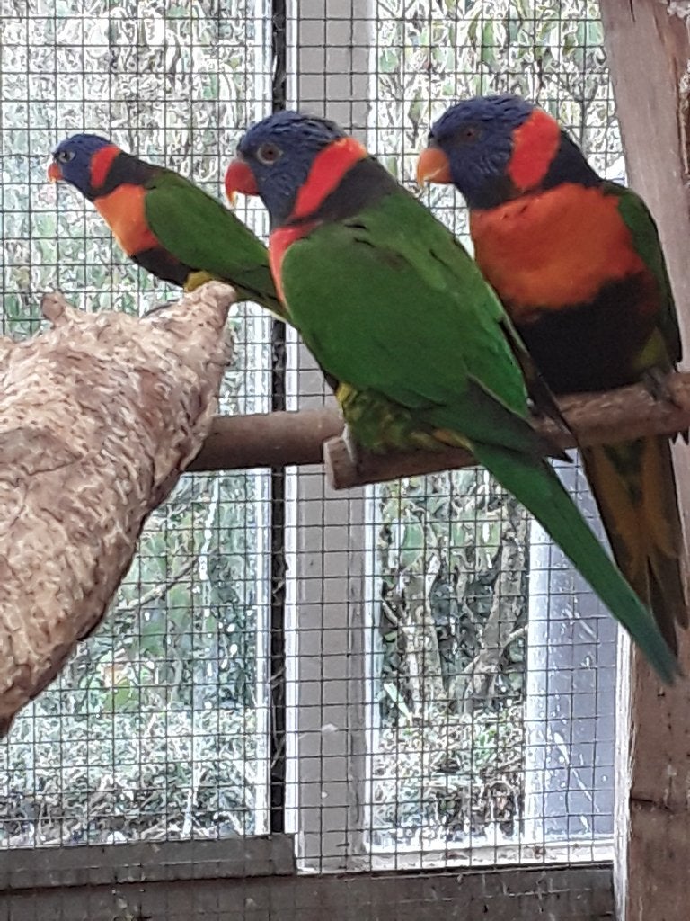 Roodnek lori,s 2koppels 25,26, Dieren en Toebehoren, Meerdere dieren, Parkiet