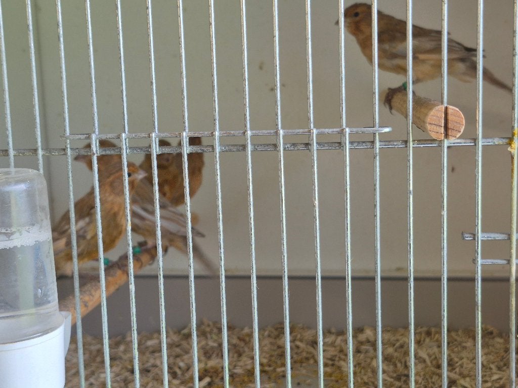 kanarie, Dieren en Toebehoren, Vogels | Kanaries, Meerdere dieren, Kleurkanarie