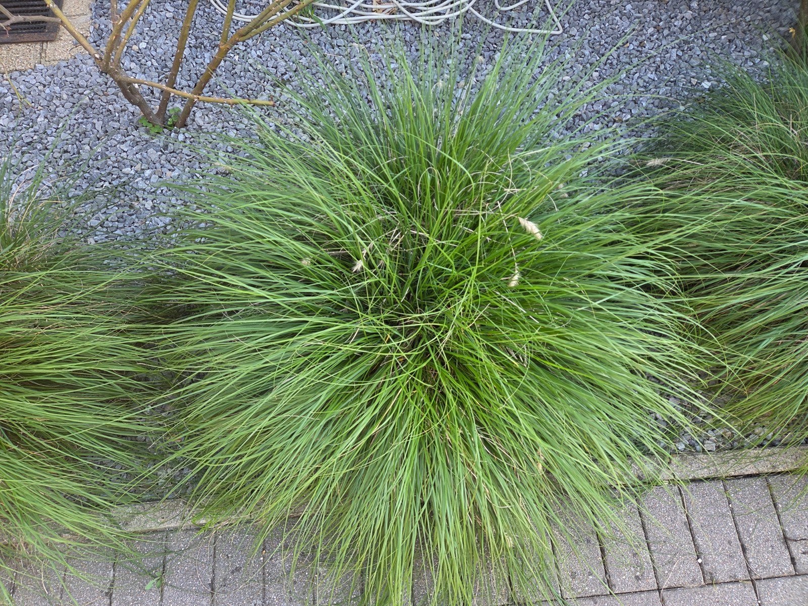 Gratis 46x siergras (pennisetum-lamoenpoetsersgras) ophalen, Ophalen, Vaste plant, Siergrassen