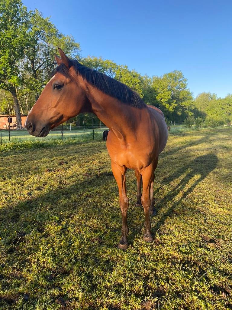 Weidepaard, Dieren en Toebehoren, Paarden, Ruin