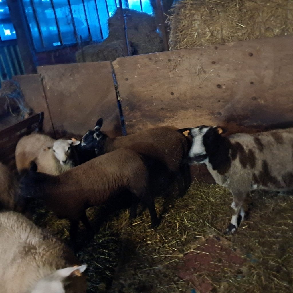 Nog 3 ooien schapen te koop, Animaux & Accessoires, Femelle, Mouton, 0 à 2 ans