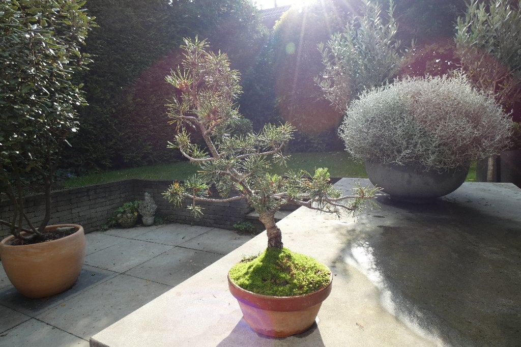 bonsaï Pinus Parviflora, Jardin & Terrasse, Enlèvement ou Envoi, En pot, Ombre partielle