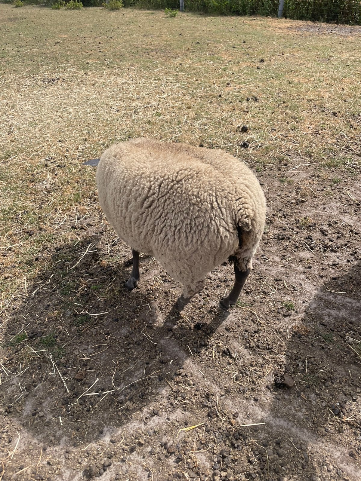 Schapen, Dieren en Toebehoren, Schapen, Geiten en Varkens