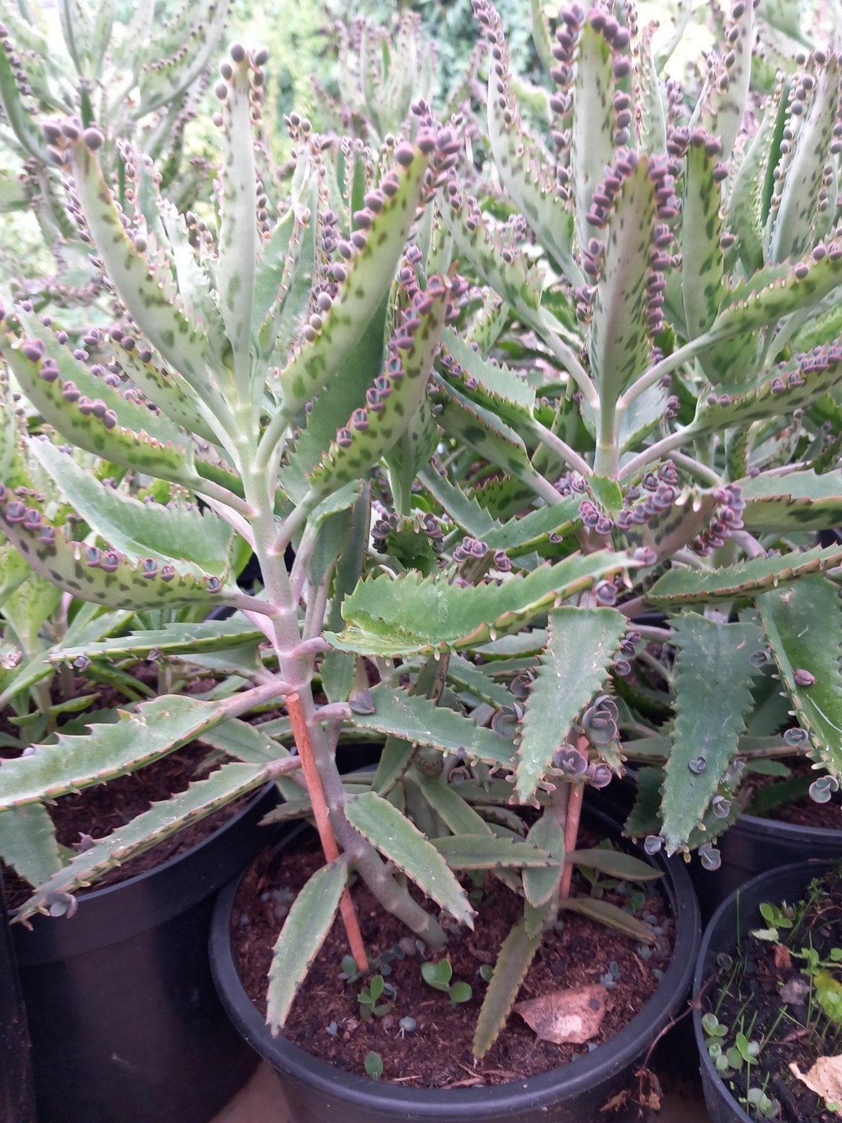 Mooie planten "Mother of Thousands" +/- 40 cm, pot 3L, 8€/st, Vetplant, In pot, Minder dan 100 cm, Bloeiende kamerplant