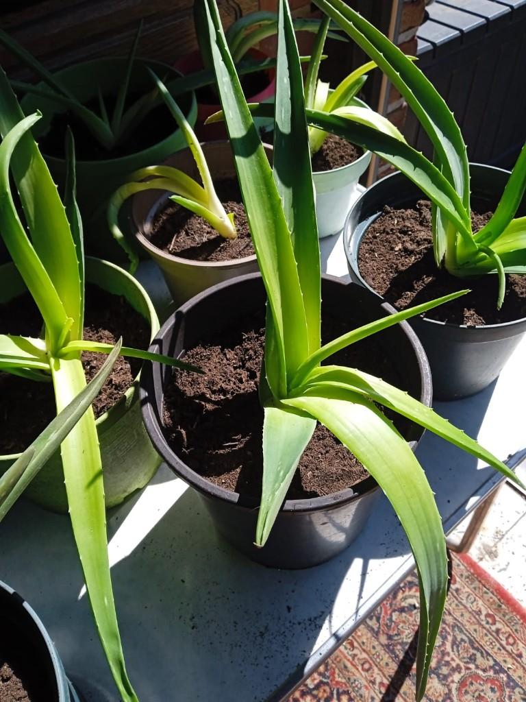 Aloe Vera, Ophalen, Vaste plant, Halfschaduw