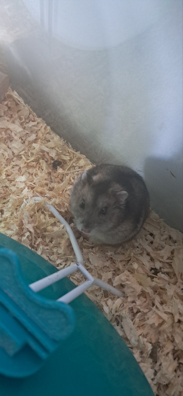 GRATIS! russische dwerghamster dringend moet weg.., Février, Femelle, Hamster