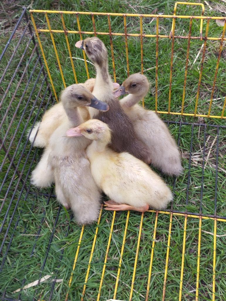 Indische loopeenden, Dieren en Toebehoren, Meerdere dieren, Eend