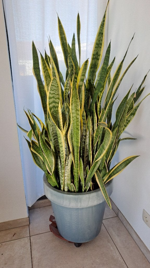 Planten, Ophalen, Bloeit niet, Halfschaduw, Groenteplanten