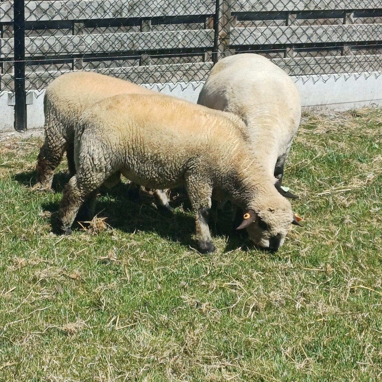 Hampshire down boklam, Dieren en Toebehoren