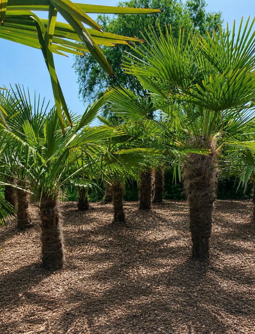 Palmbomen, Tuin en Terras, Bloembollen en Zaden, Ophalen