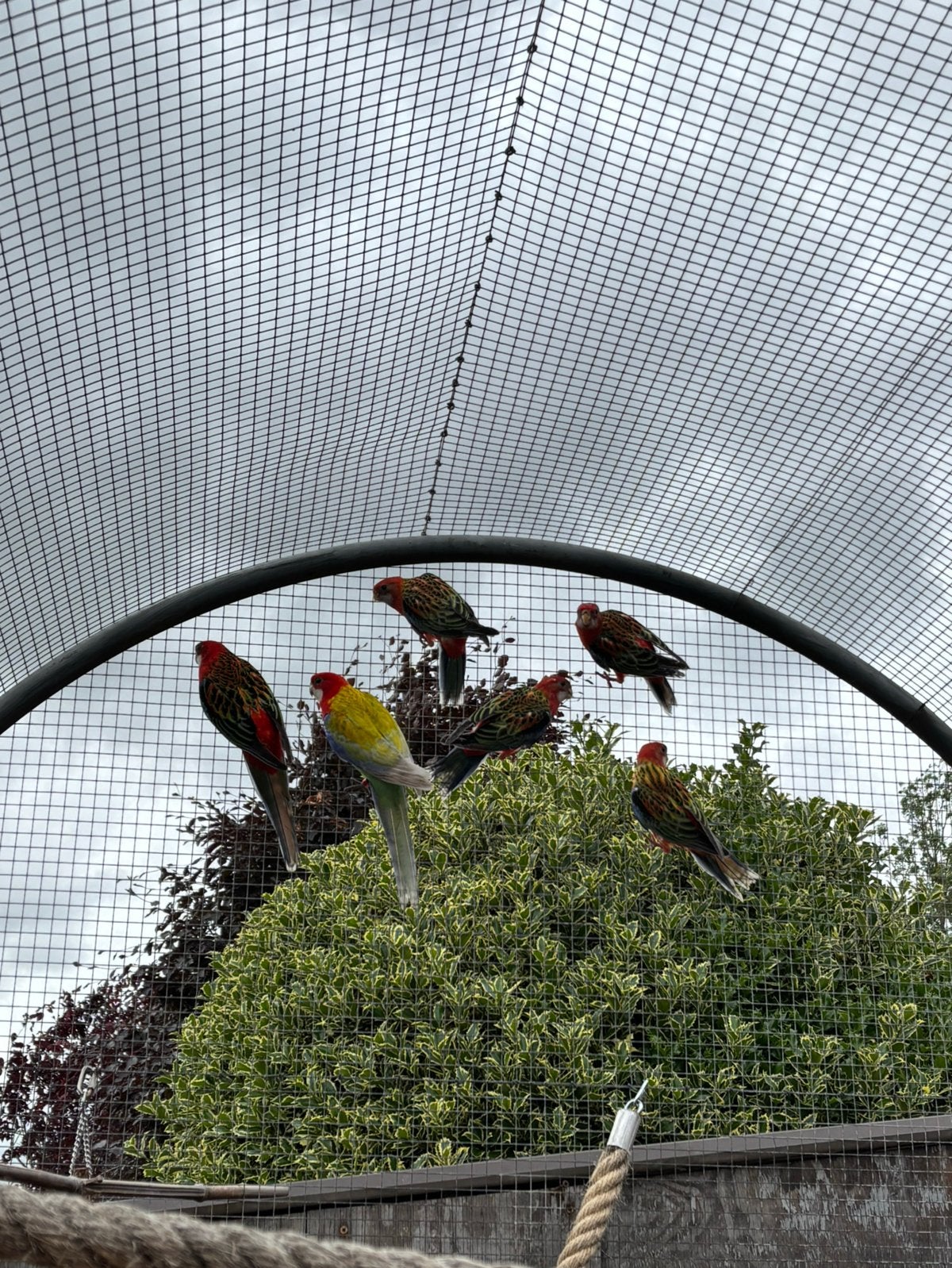 Rosella jongen, Dieren en Toebehoren, Vogels | Overige Vogels, Meerdere dieren