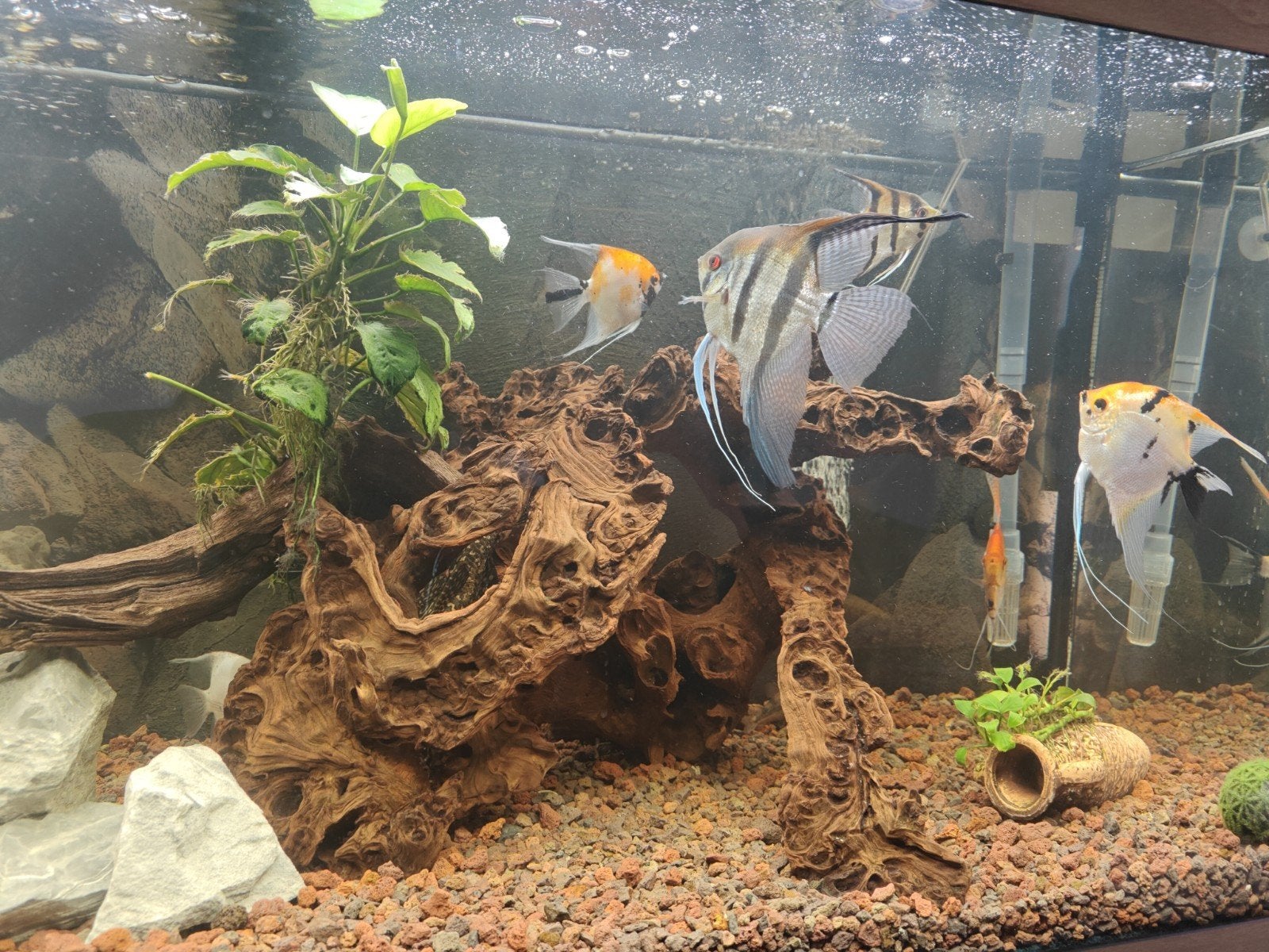 groot kienhout voor aquarium