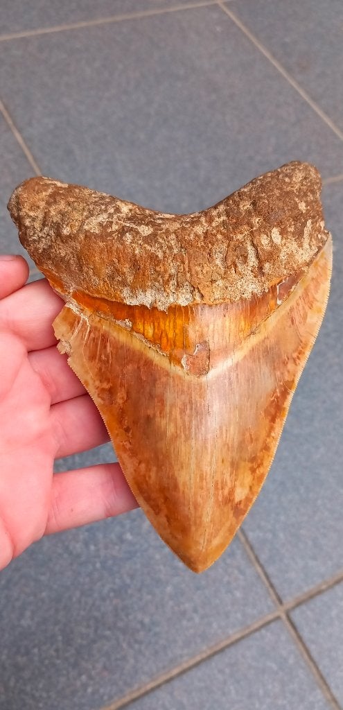 Gigantische Megalodon haaientand 14,7 cm fossiel, Verzamelen, Ophalen of Verzenden, Fossiel