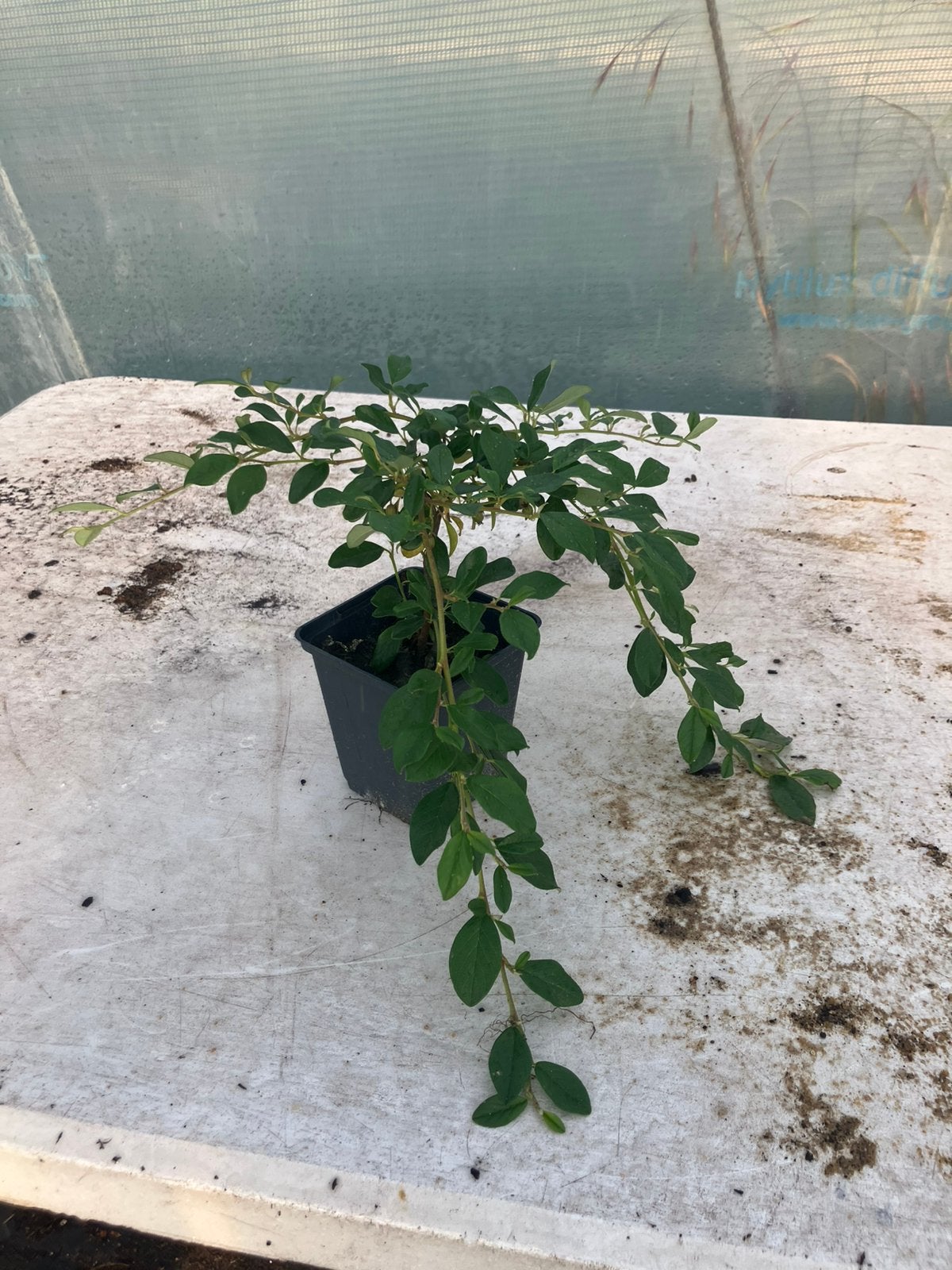 Cotoneaster dammeri 0,80€/stuk, Tuin en Terras, Ophalen