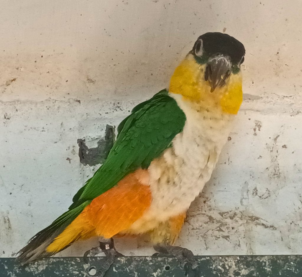 Zwartkop caique man, Domestique