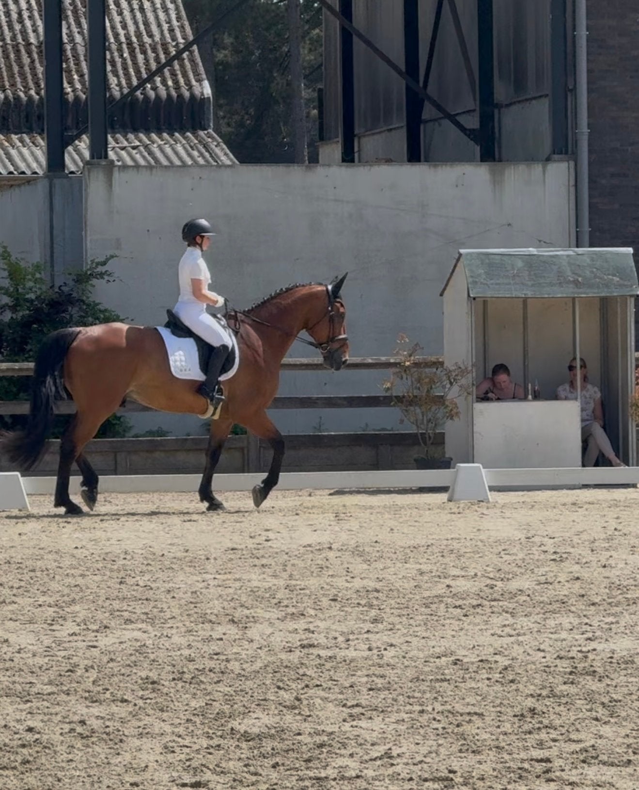 Dressuurpaard Z1