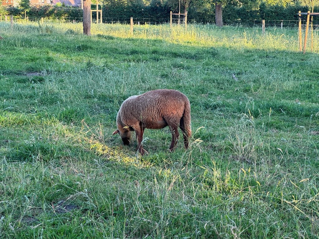 Ardenne voskop ramlammeren, Mâle, Mouton, 0 à 2 ans