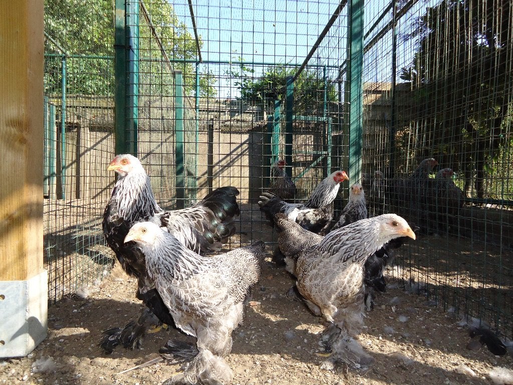 Brahma kriel kippen, Dieren en Toebehoren, Pluimvee, Vrouwelijk, Kip