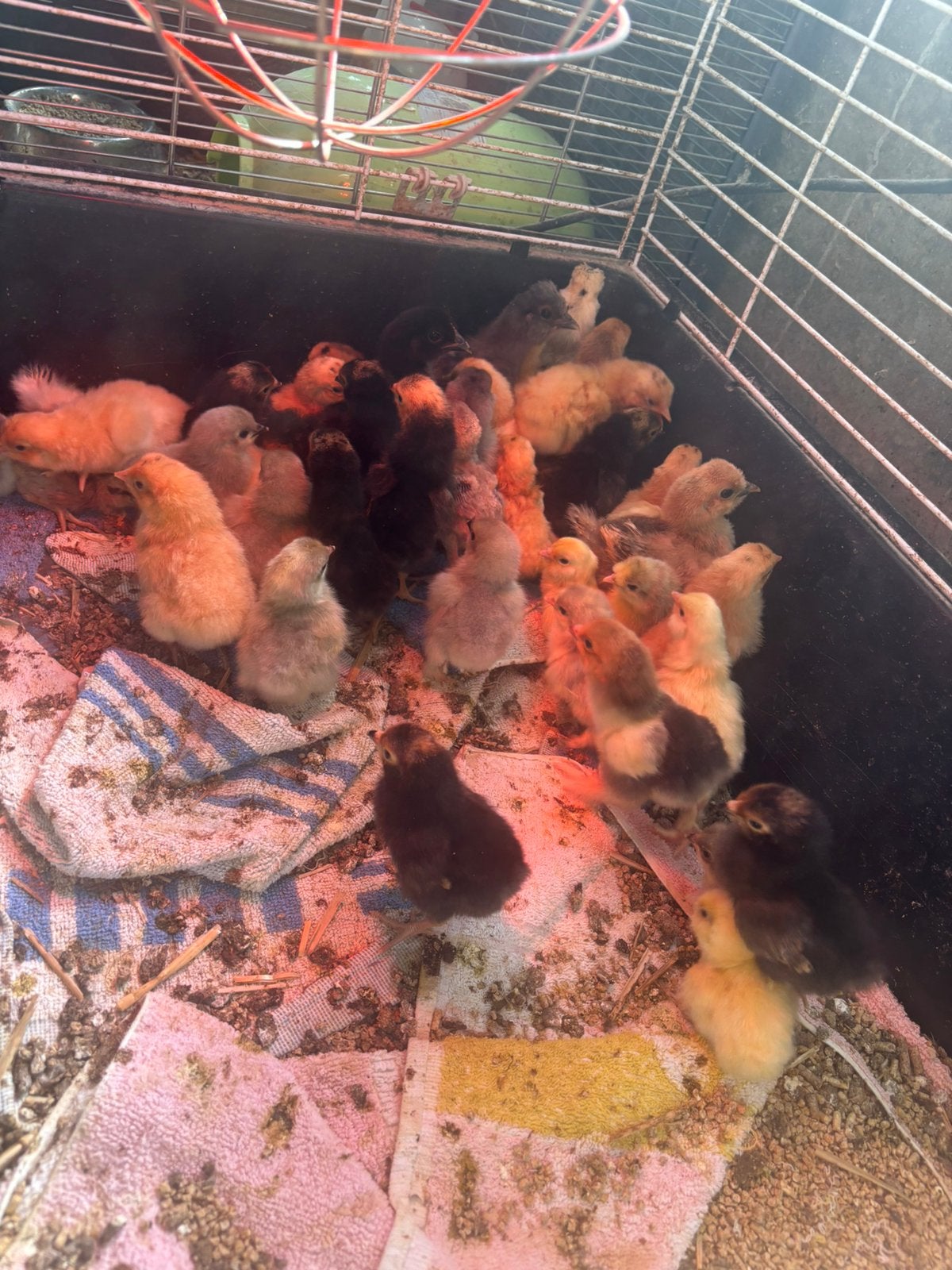 Kuikentjes krielkippen, Dieren en Toebehoren, Pluimvee, Geslacht onbekend, Kip