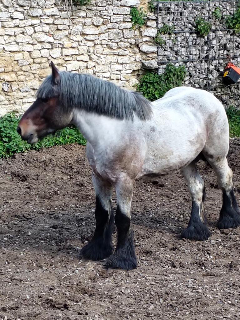 Cheval de trait belge, Animaux & Accessoires, Étalon