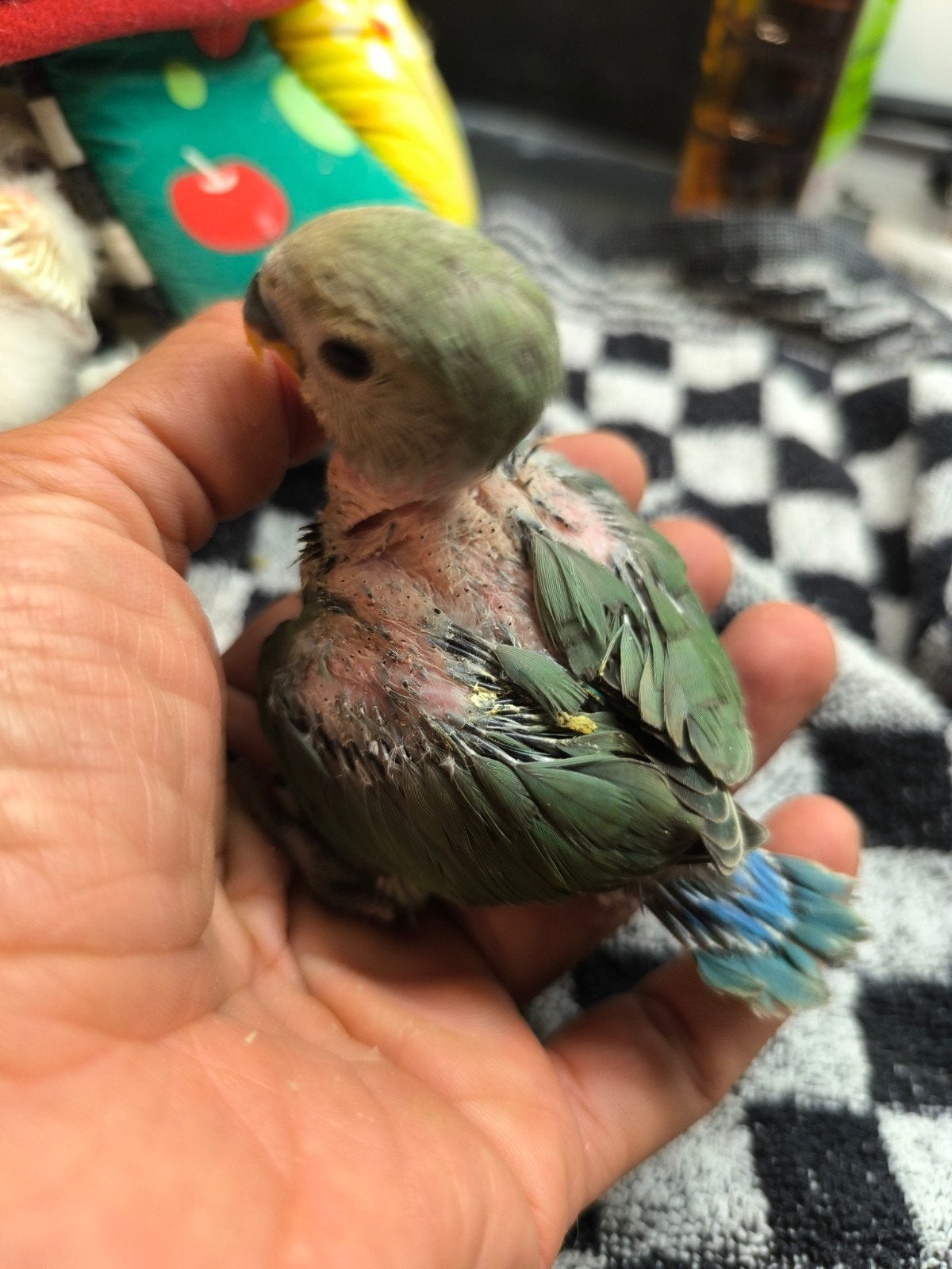 handtamme dwergpapegaai agapornis roseicollis