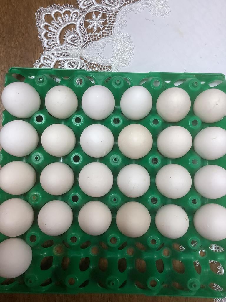 Leghorn porselein