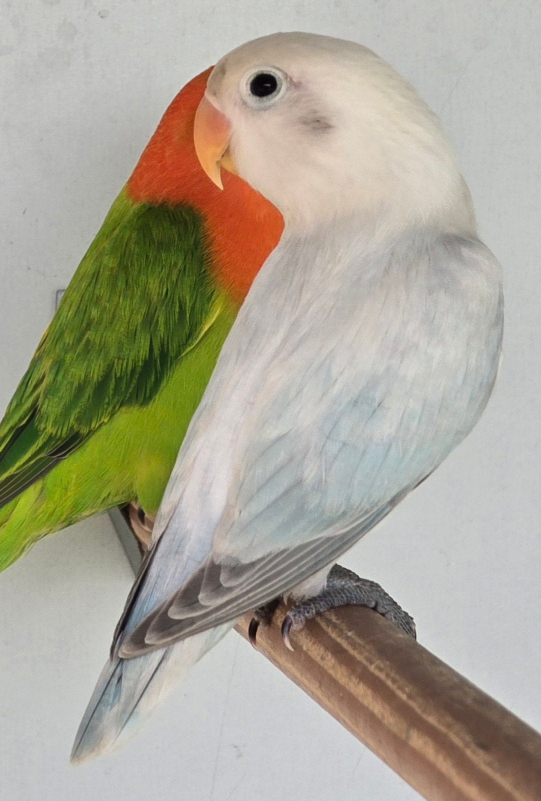 Euwing Opaline Dilute Blauw Fischeri Popje 2026, Dieren en Toebehoren, Vrouwelijk, Dwergpapegaai of Agapornis, Geringd