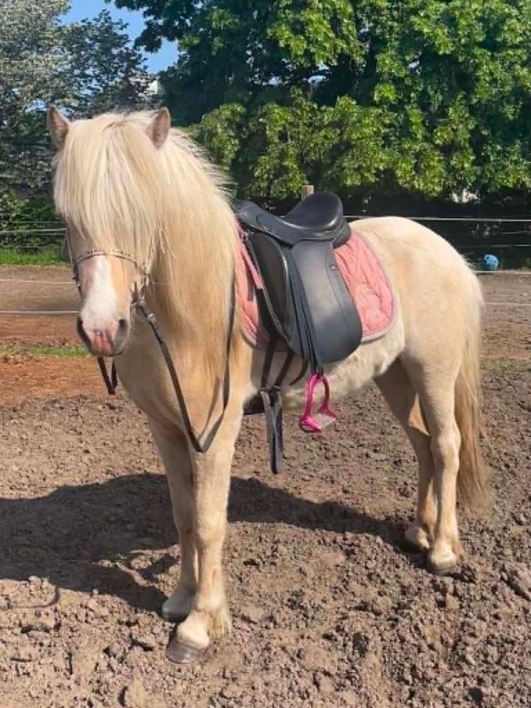 Veelbelovende Ijslander merrie, Animaux & Accessoires, Chevaux, Jument, Débourré, Moins de 160 cm, 3 à 6 ans, Cheval de récréation