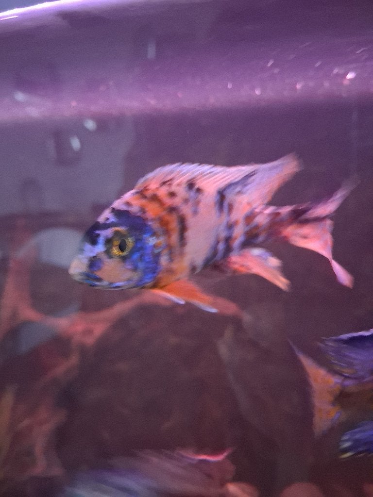 Aulonocara ob 10cm, Dieren en Toebehoren, Vis, Zoetwatervis