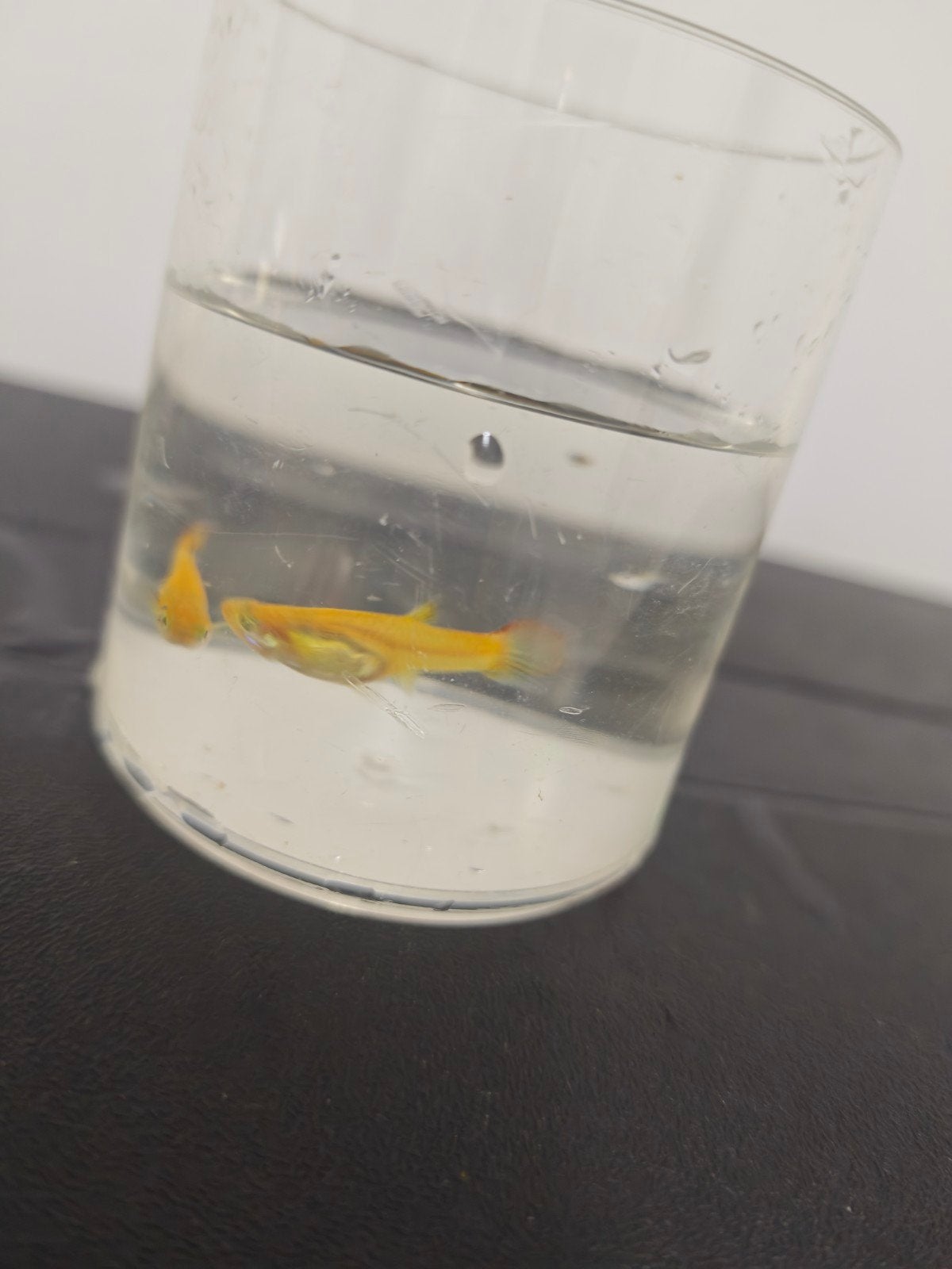​Mooie Gold Guppy’s, Ophalen