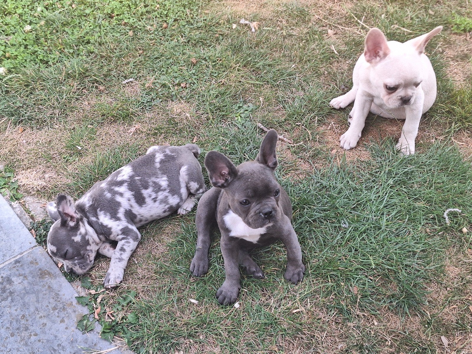 Franse bulldog puppy's, Dieren en Toebehoren, België, CDV (hondenziekte), 8 tot 15 weken, Bulldog