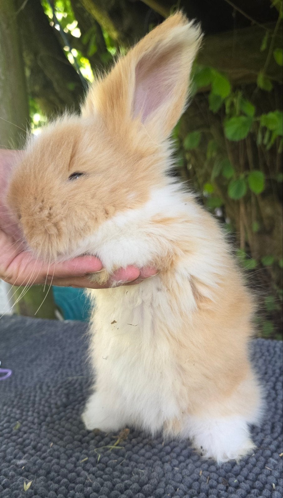 Anglais Angora bébés, Mei, Vrouwelijk