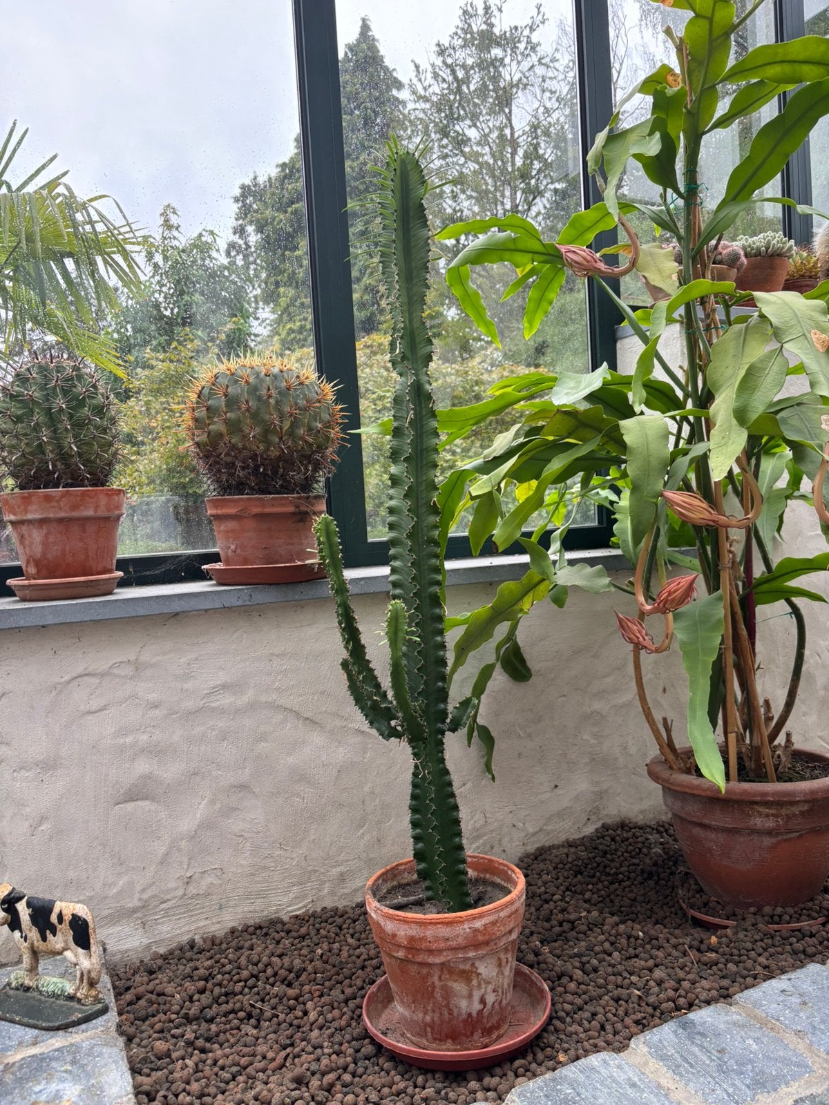 Euphorbia, Tuin en Terras, Ophalen