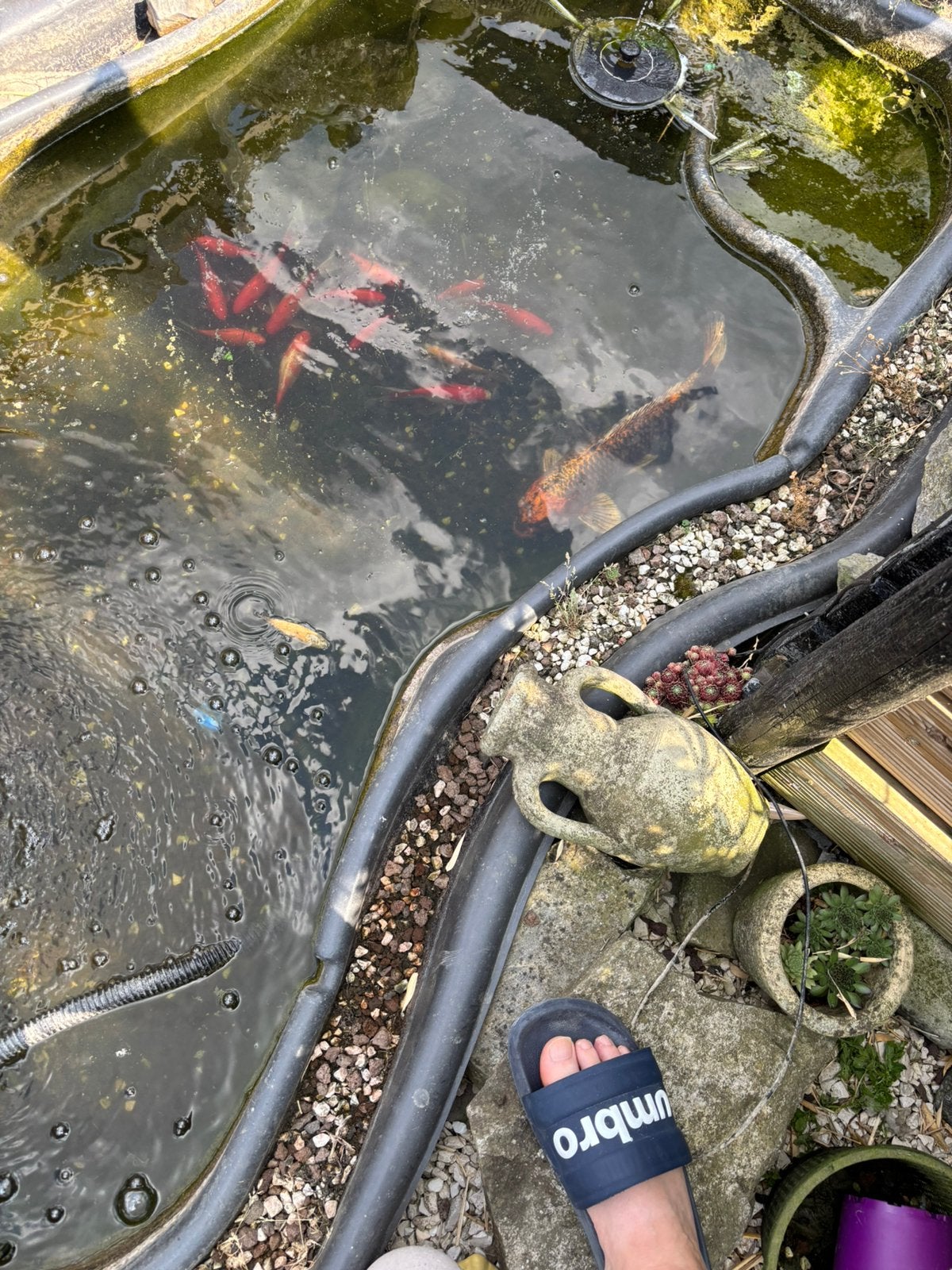 Koi et poissons rouges, Jardin & Terrasse, Enlèvement, Utilisé