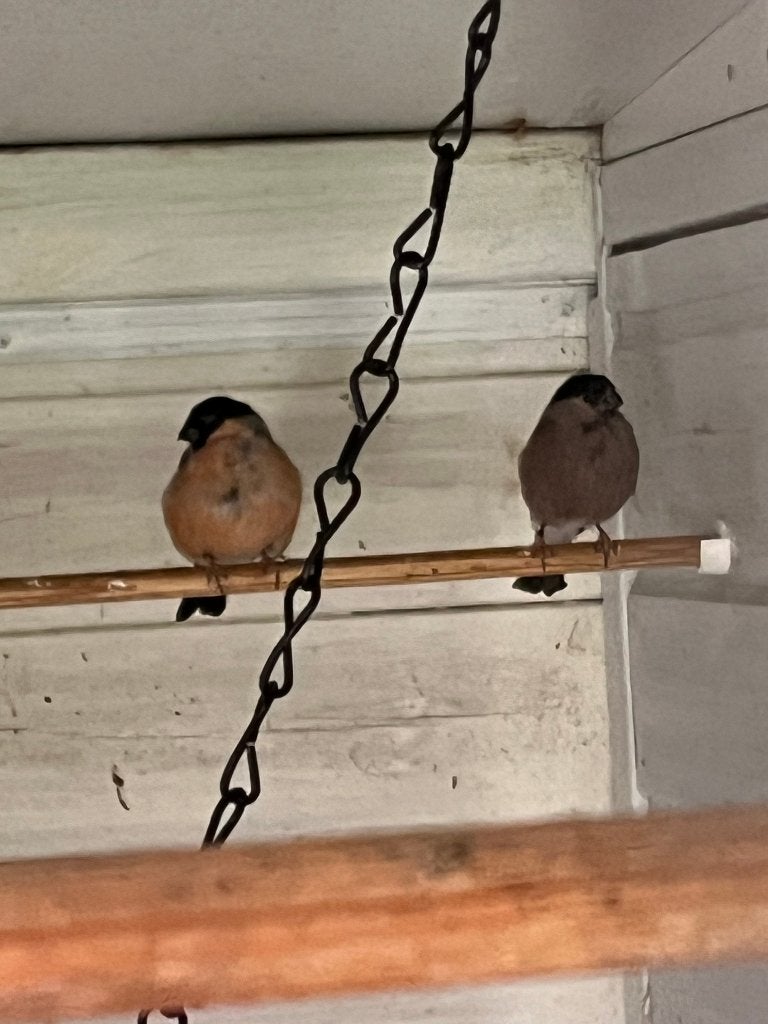 Noorse goudvinken, Meerdere dieren, Wildzangvogel, Geringd