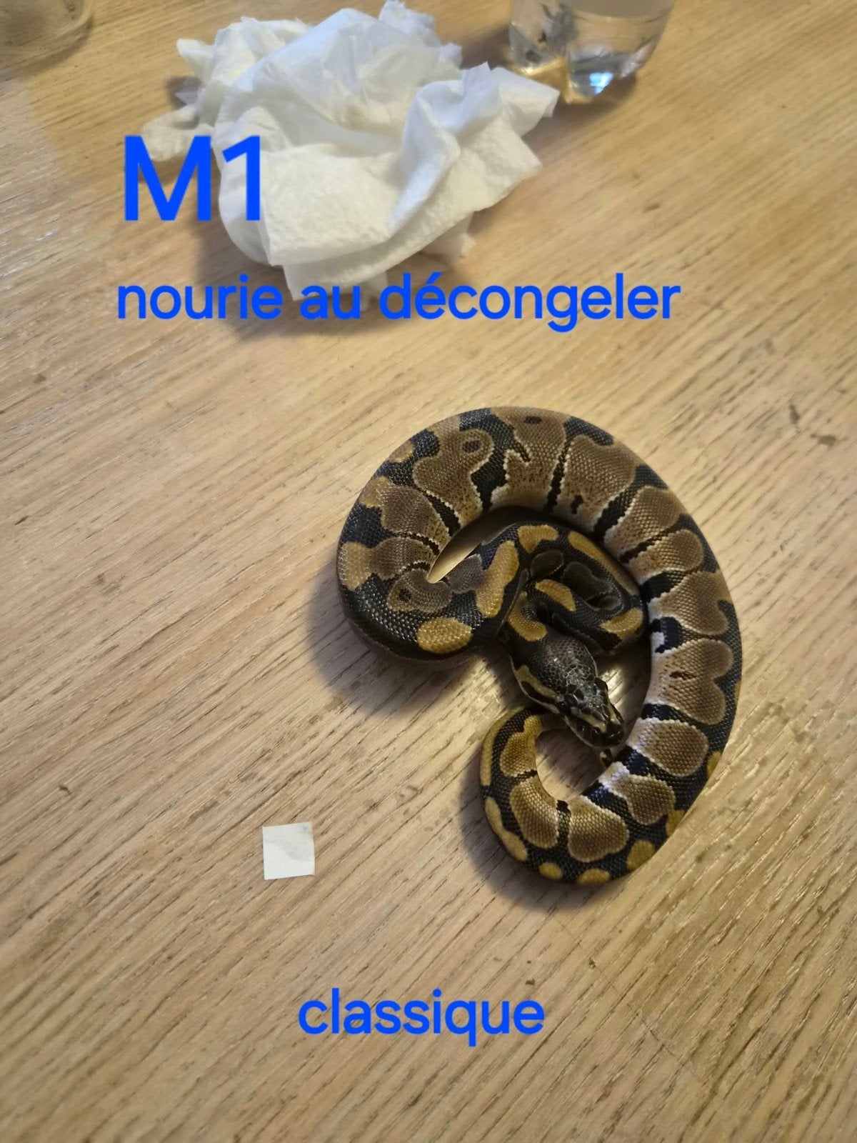 python regius clasique male