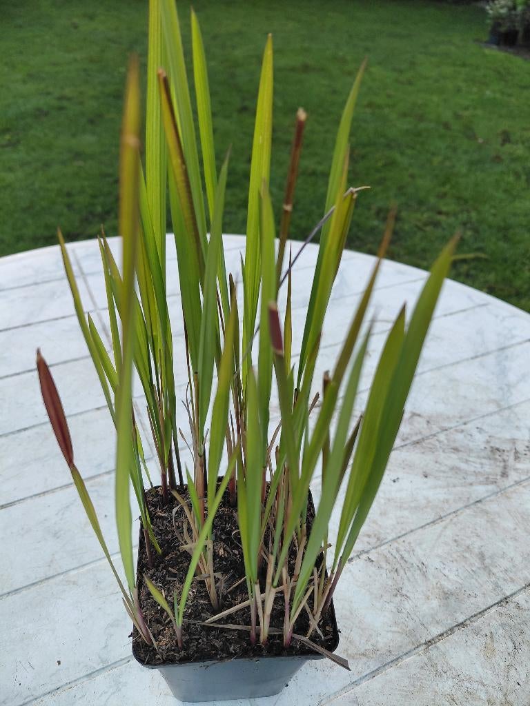 Imperata Red Baron, Tuin en Terras, Ophalen