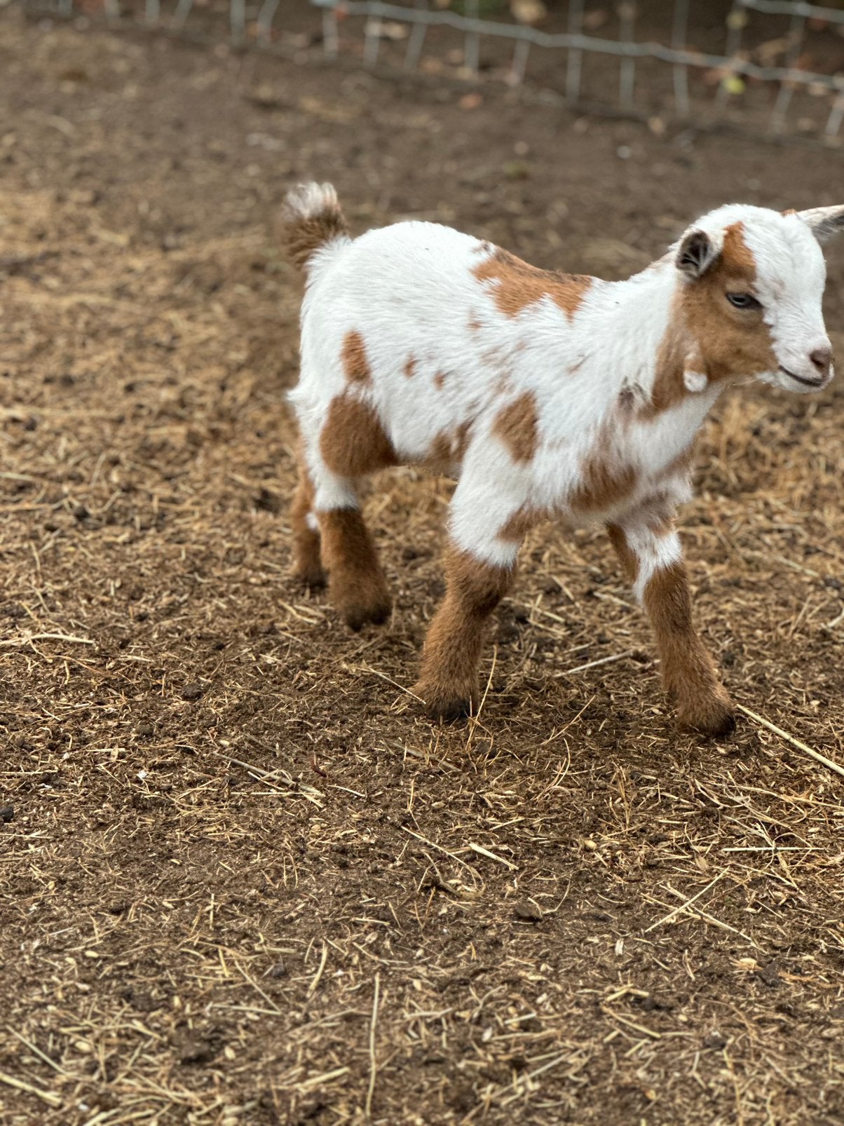 Dwerggeit bokje met blauwe ogen, Dieren en Toebehoren, Schapen, Geiten en Varkens, Mannelijk, Geit, 0 tot 2 jaar
