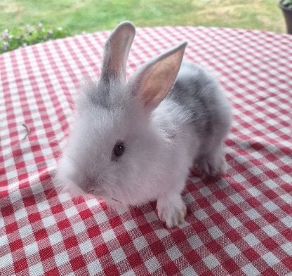 Dwergkonijntjes, Dieren en Toebehoren, Meerdere dieren, Dwerg, 0 tot 2 jaar