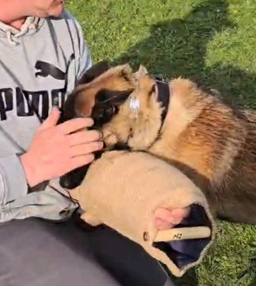 Mechelse Herder TEEF, Dieren en Toebehoren, Honden | Herdershonden en Veedrijvers, België, Fokker | Hobbymatig, 15 weken tot 1 jaar